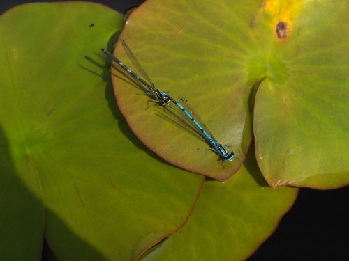 Common blue damselfly