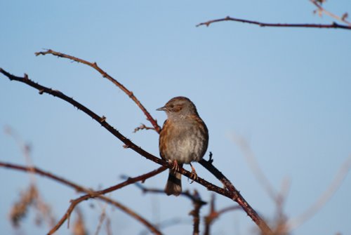 Dunnock