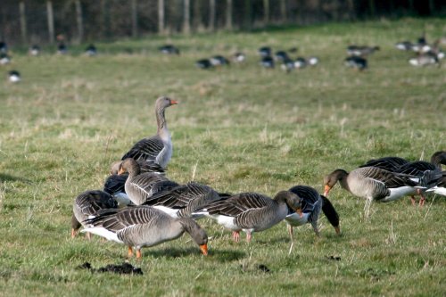 Greylag Geese