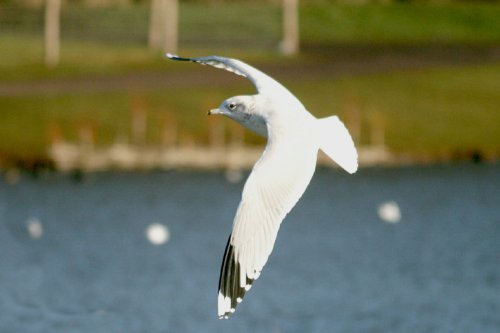 Common Gull.