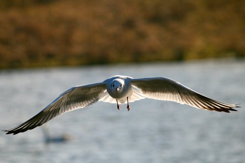 Black Headed Gull.