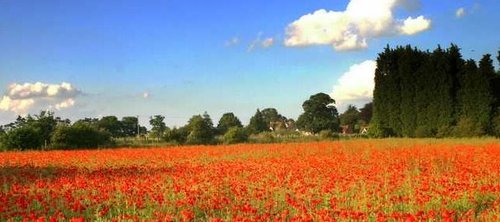 The Poppy field