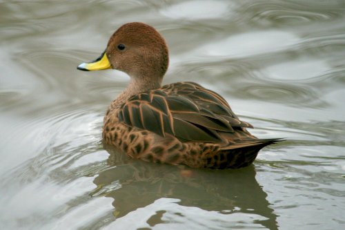 South  Georgia Pintail.