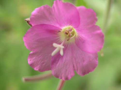 Great Willowherb