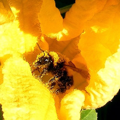 Bee in my garden