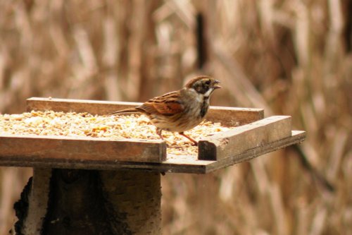 Female Reed Bunting