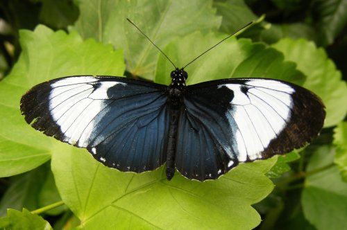 Tropical Butterfly