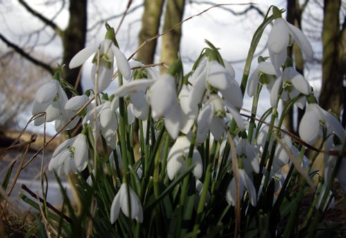 Snowdrops