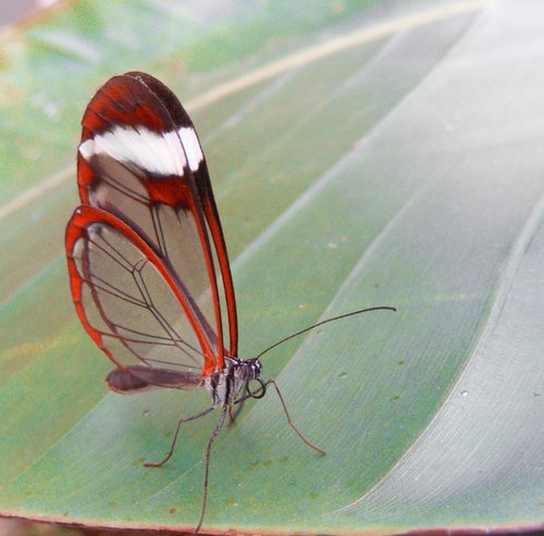 Glasswing