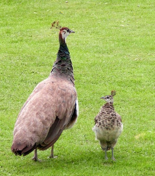 Peahen