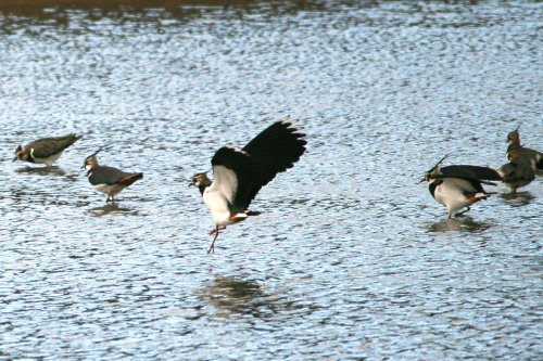 Lapwings.