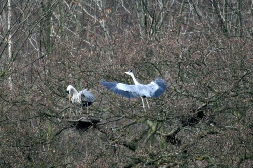 Heron.