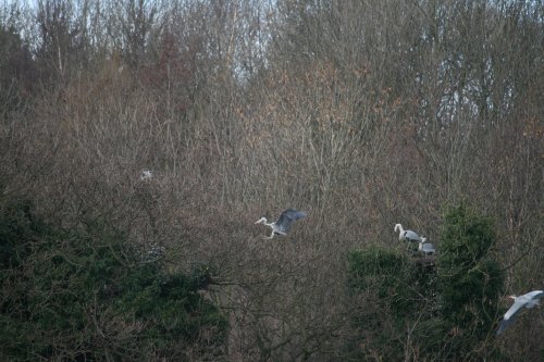 Herons