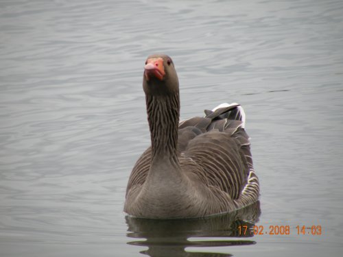 Daneshill Lakes and Nature Reserve