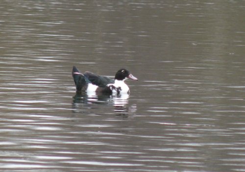 Daneshill Lakes and Nature Reserve