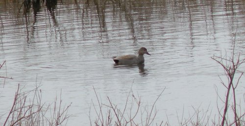 Daneshill Lakes and Nature Reserve