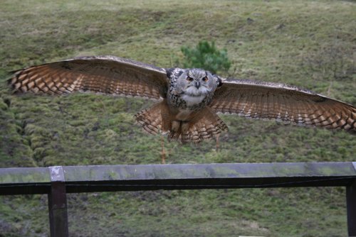 Gismo-European Eagle Owl