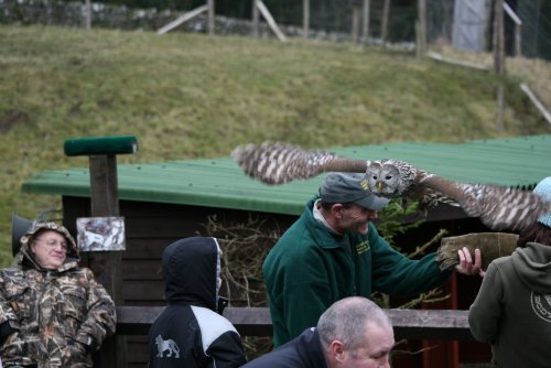 Finn-Ural Owl