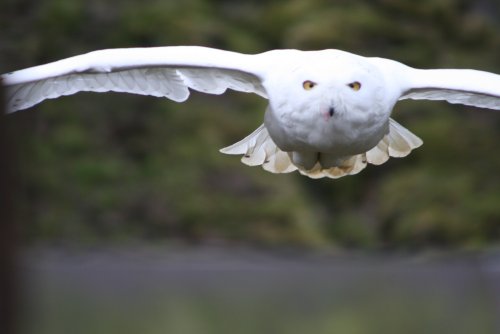 Neige-Snowey Owl