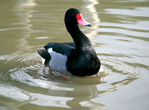 Rosy Billed Pochard.