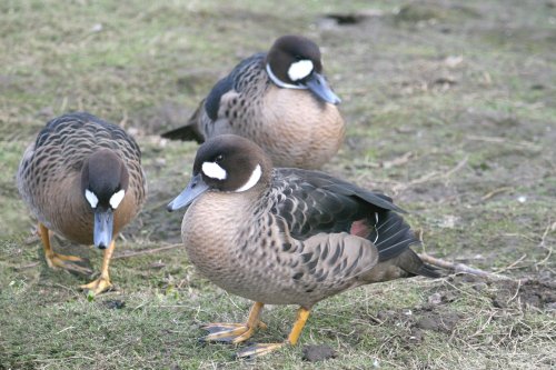 Bronze-winged or Spectacled Ducks