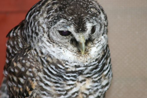 Bracken-Chaco Owl