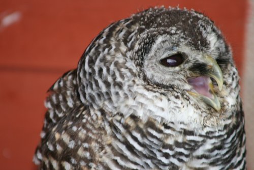 Bracken-Chaco Owl