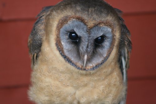 Ashlyn-Ashy Faced Owl