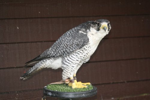 Sable-Saker Falcon