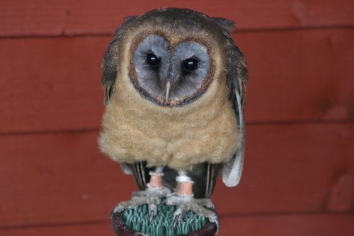 Ashlyn-Ashy Faced Owl