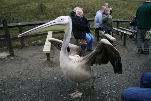 Elizebeth and Griff-Pelicans