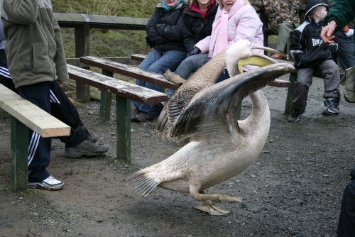 Elizebeth and Griff-Pelicans