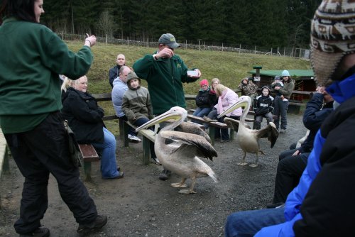 Elizebeth and Griff-Pelicans