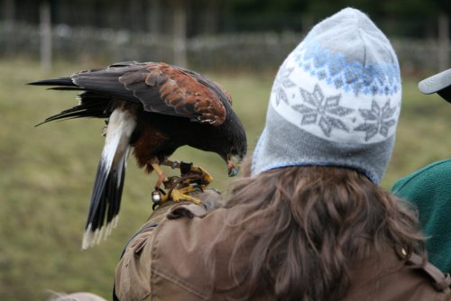 Bird of Prey Centre