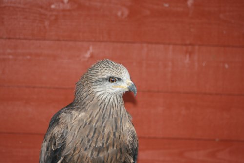 Arwen-Black Kite