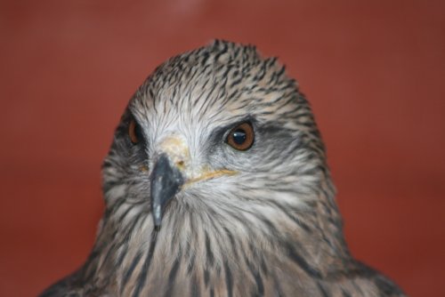 Honey-Savannah Hawk