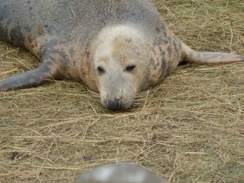 Grey seal