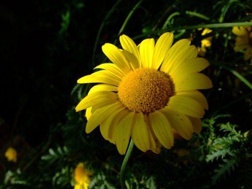 Shady corner in Mrs Smith's garden