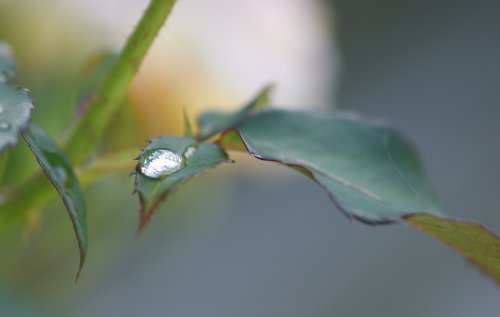 Rainy day in a Lincolnshire garden