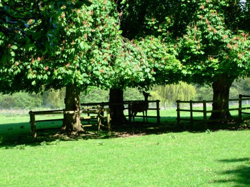 The deer park, Calke Abbey