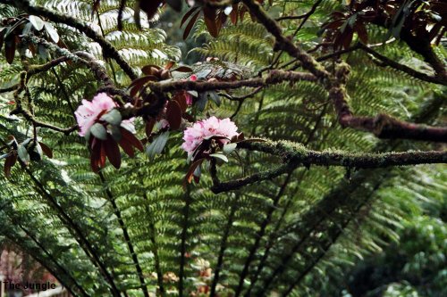 Detail from The Lost Garden of Heligan