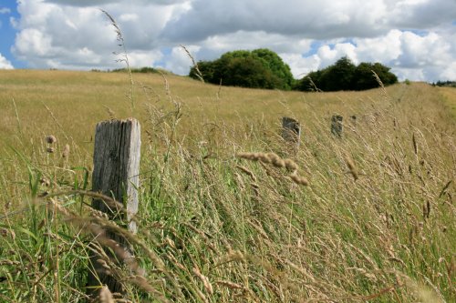 Summer in Snowshill...Don't fence me in!