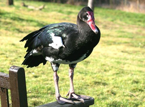 Black Spur-winged Goose.