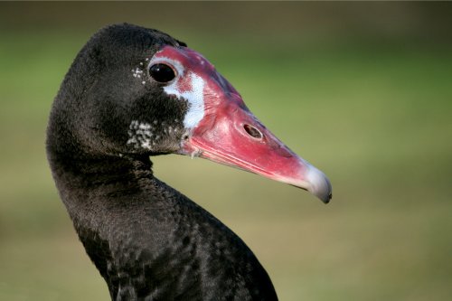 Black Spur-winged Goose