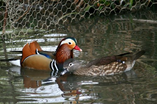 Mandarin Ducks.