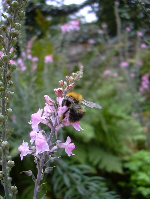 In the Fern Dell