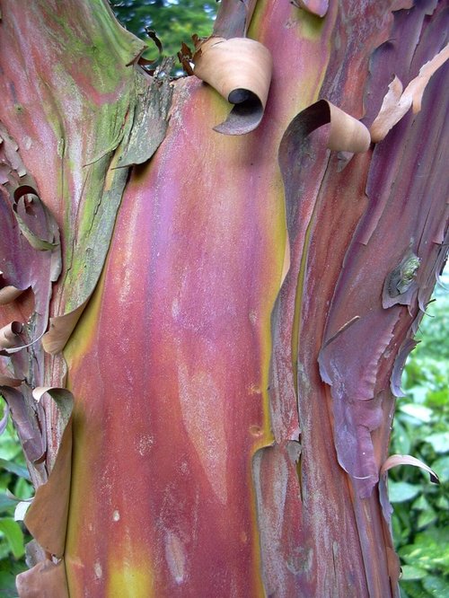 Tree bark