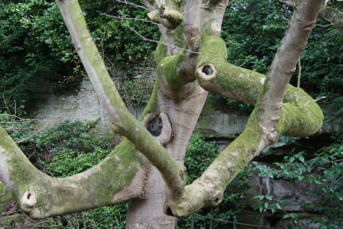 Belsay Hall gardens