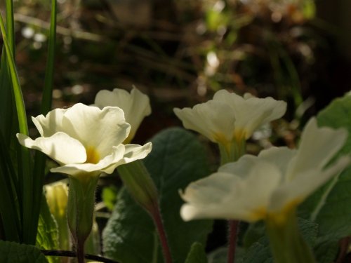 Primroses, Steeple Claydon, Bucks