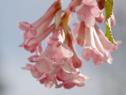 Tree flowers, my garden, Steeple Claydon, Bucks